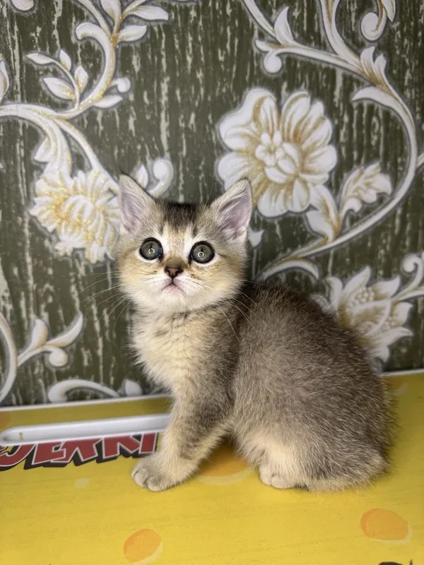 Золотая шиншила — фото 2