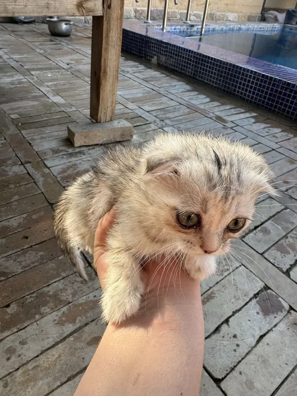 Котята — фото 5