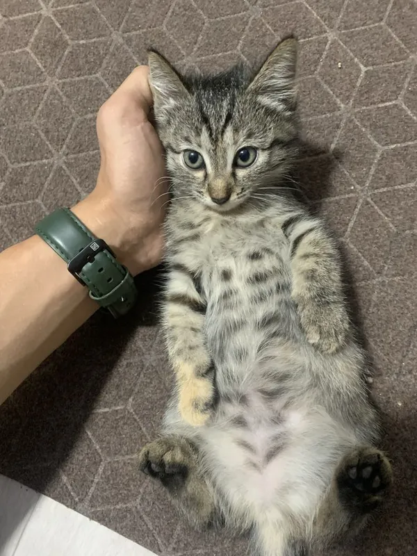 Отлам 2 котенка в хорошие руки — фото 1