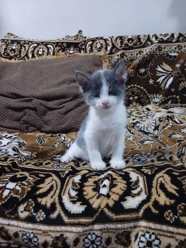 Котята, в добрые руки бесплатно 7 Котята, в добрые руки бесплатно 7