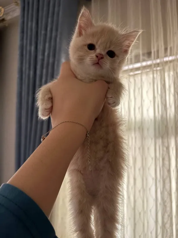 Котёнок