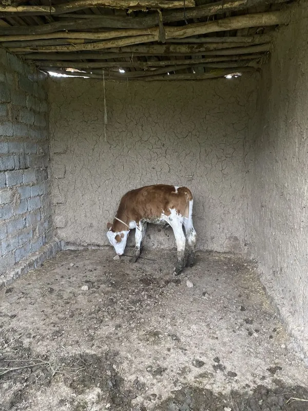 Simmental buzoq sotiladi 3 oylik
