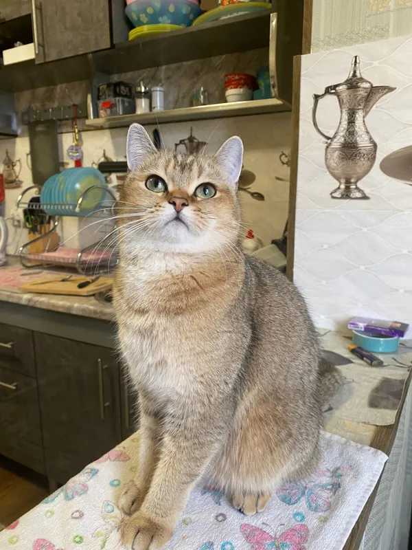 Кошка золотая шиншилла (стерилизована) — фото 1