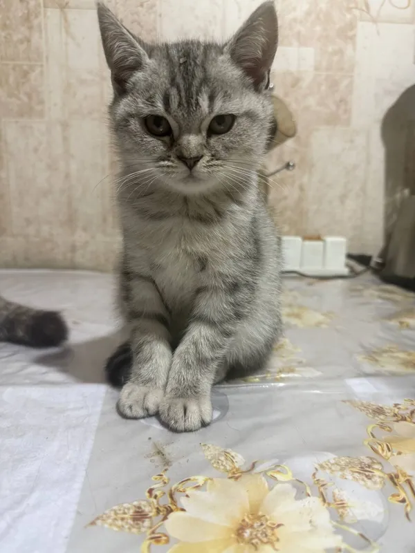 Продается котята — фото 5