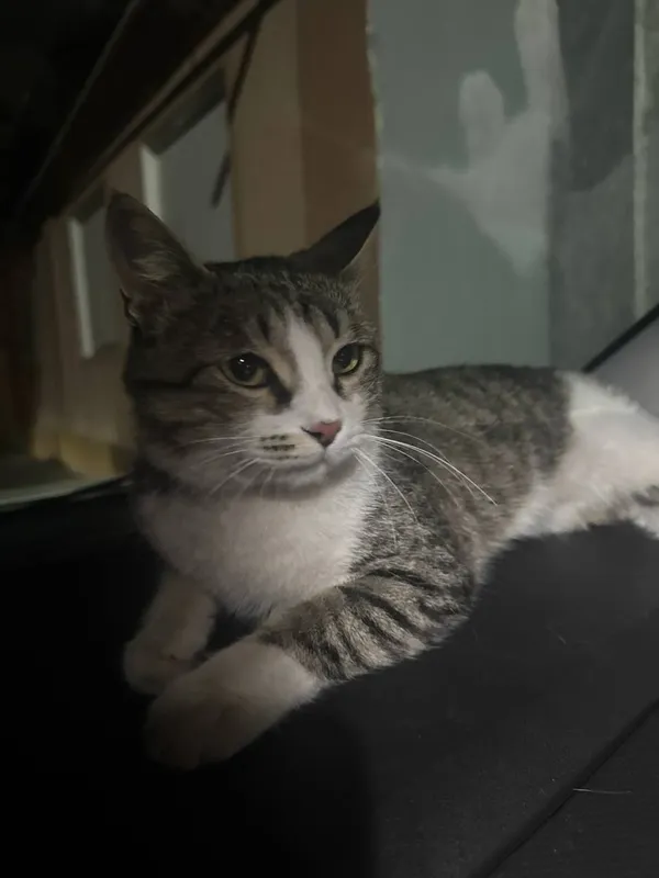 Котенка в добрые руки