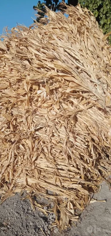 Продаётся сено, кукурузные стебли, мелкая трава 1 Продаётся сено, кукурузные стебли, мелкая трава 1