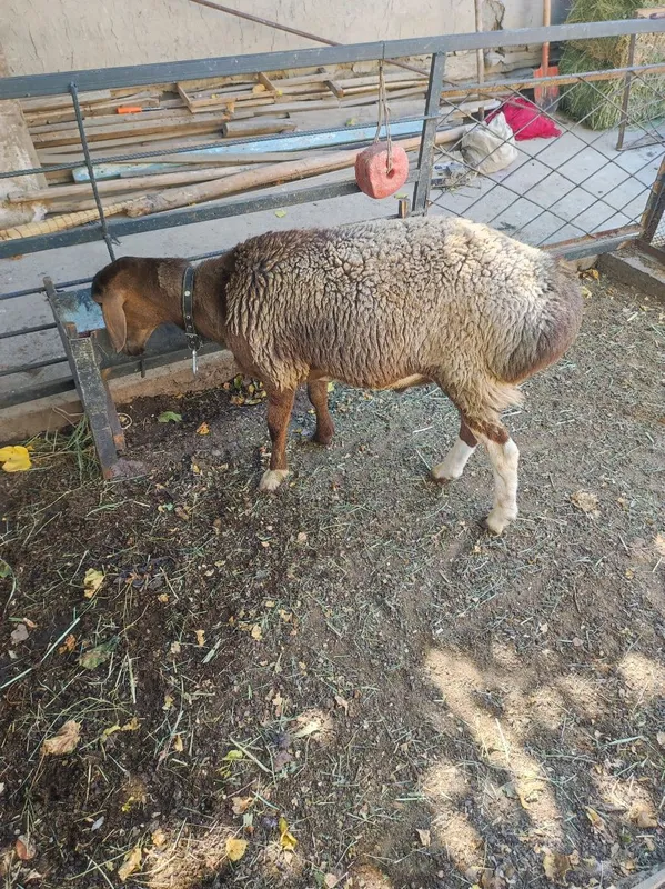 Гибрид кучкор барра сотилади 4 Гибрид кучкор барра сотилади 4