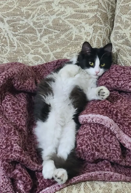 Котенок, в добрые руки, 4 месяца — фото 3 Котенок, в добрые руки, 4 месяца — фото 3