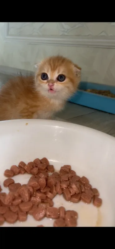 zalatistaya shinshilla tabby qiz bola mushuk 2