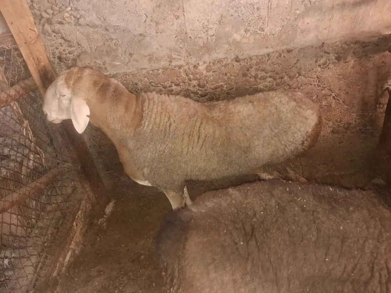 Zotdor Arashan va Hisori qochqorlar sotiladi 2dona yirik quchqorlar 4
