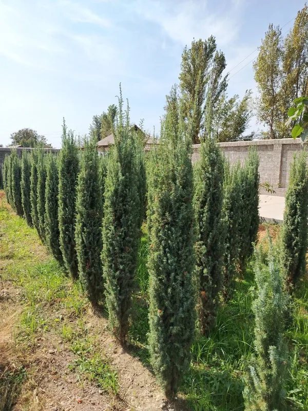 Archa ko'chatlar bor Xarhil turdagi. — фото 5