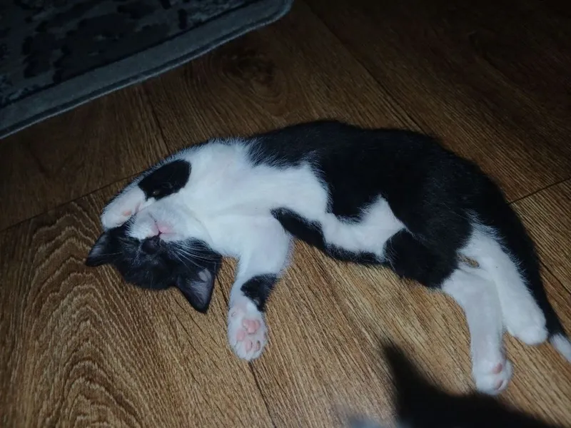 Котята, в добрые руки бесплатно 1 Котята, в добрые руки бесплатно 1