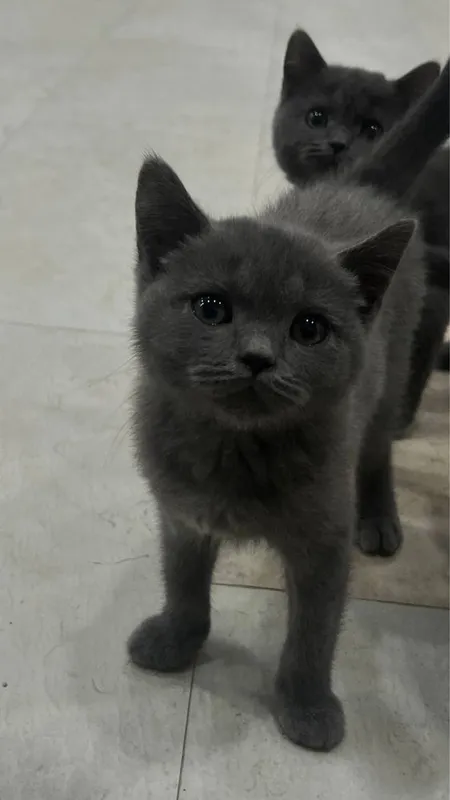British Shorthair / Scottish Straight mushukchalari sotiladi — фото 5