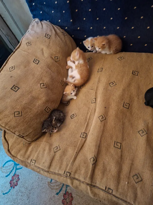 отдам котят