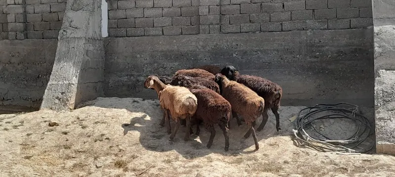 Qõchqorlar sotiladi 4 Qõchqorlar sotiladi 4