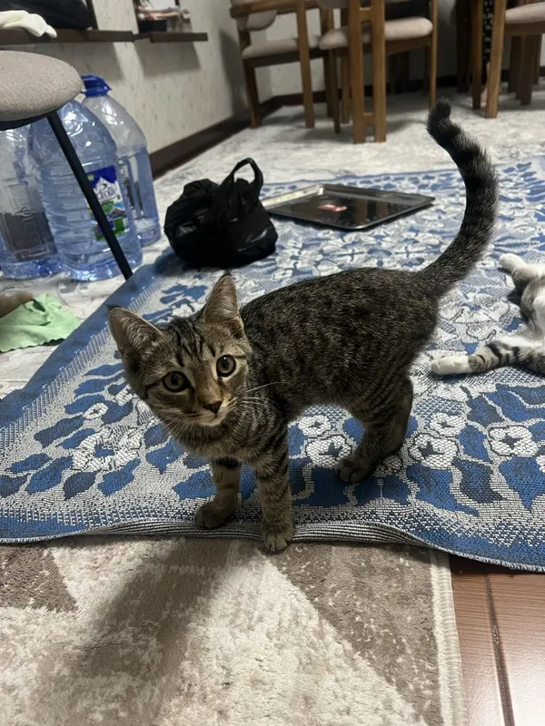 2 мальчика котёнка 6