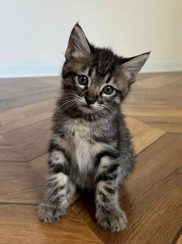 Красивые пушистые котята 5 Красивые пушистые котята 5
