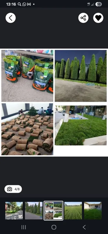 Газон икиш дорилаш хизмати