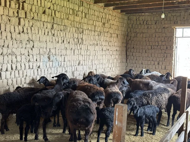 Ona bola qo’ylar sotiladi