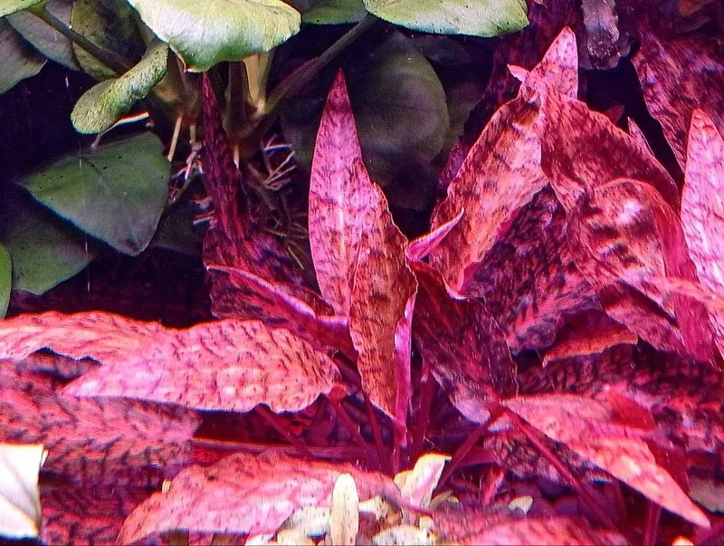 Криптокорина нури (Cryptocoryne nurii) — аквариумное растение 2