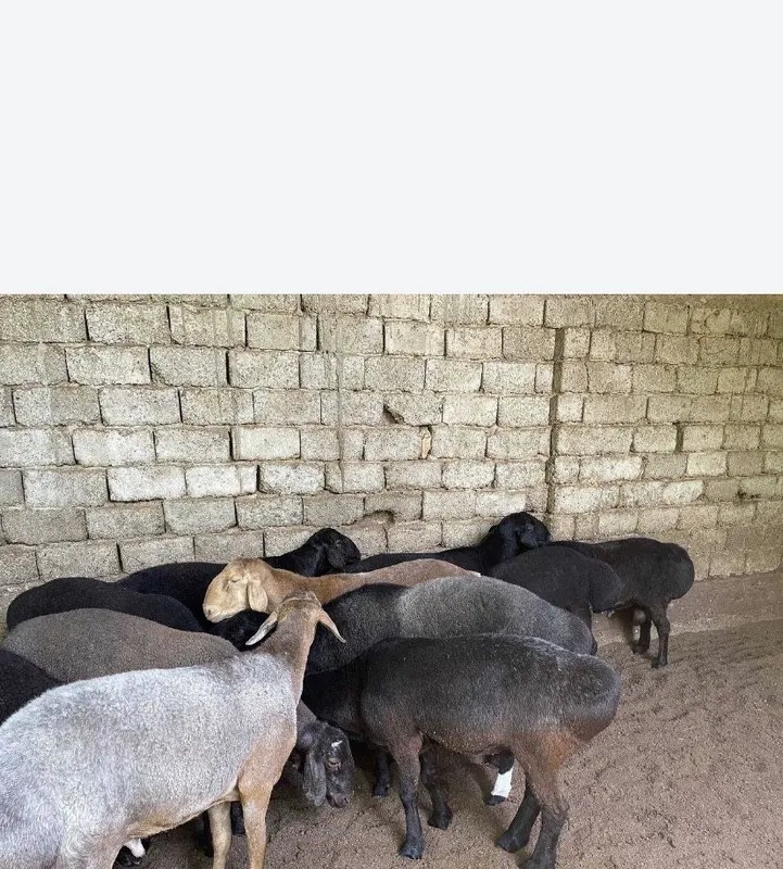 Qassob Xizmati Halol pokiza xoxlagan kg bor Quchqorlar — фото 3