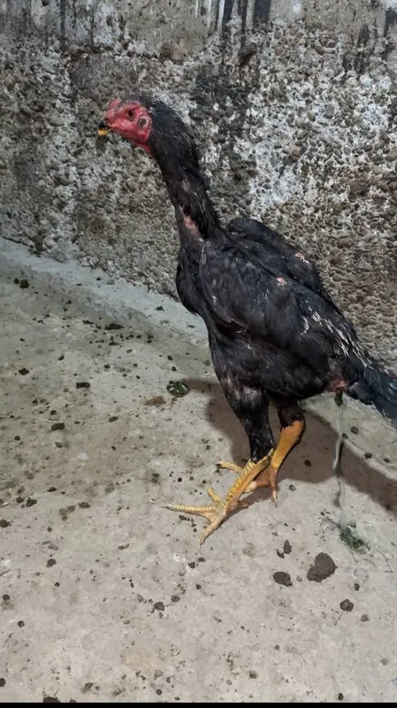 3 ta xòroz sotiladi 3 chalasiyam 7 oylik — фото 4