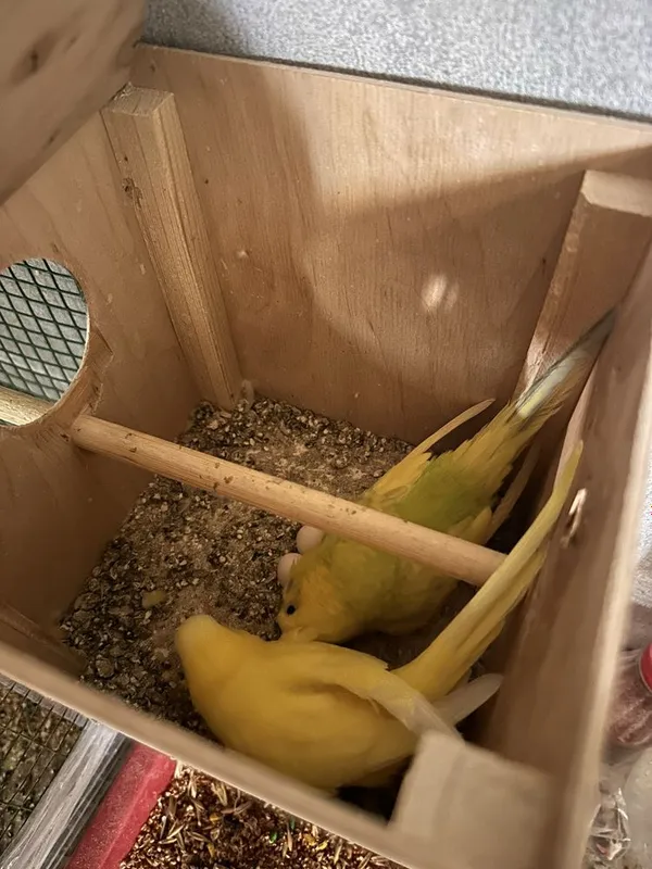 Volnistiy papugaylar sotiladi soni 7 ta har xil ranglarda, 2 ta tayyor 6