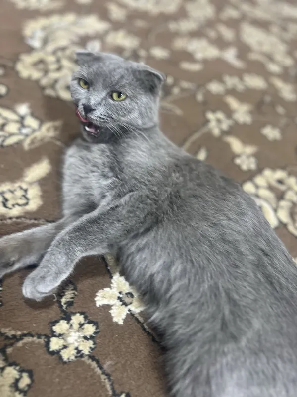 Scottish Fold toza qon 4 Scottish Fold toza qon 4