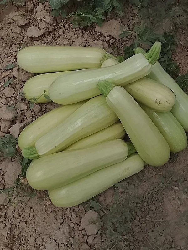 Kabachki mol va qoylar uchun Kabachki mol va qoylar uchun