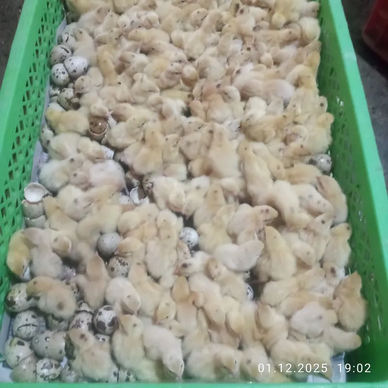 Bedana sotiladi 5000 dan 30 mingachen