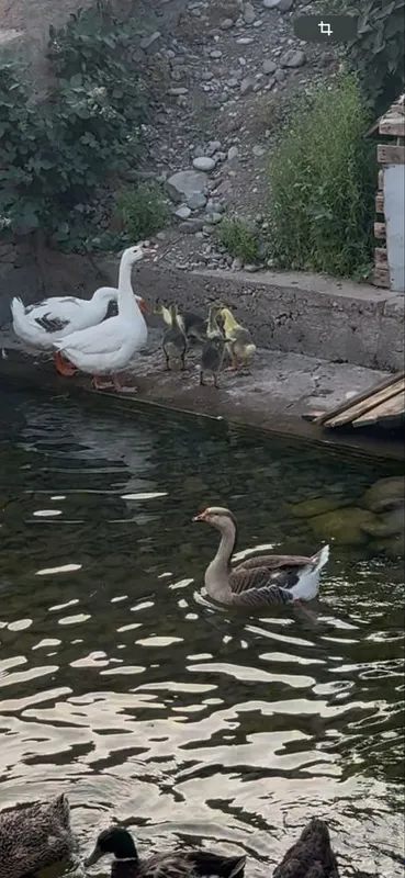 Goz tuxumlariga zakaz olamiz