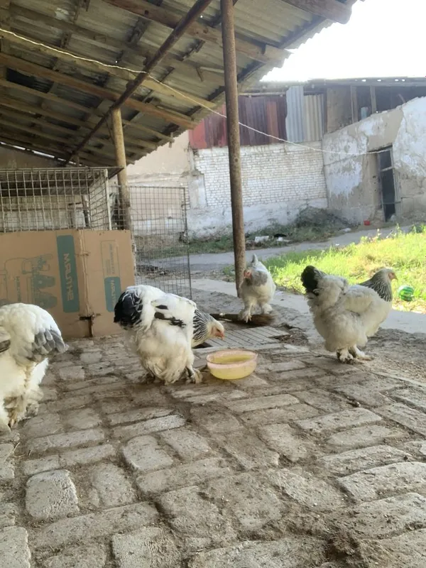 1yillk tovuqlar 3tasi tuxumda 1tasi kurkdan chiqdi — фото 4