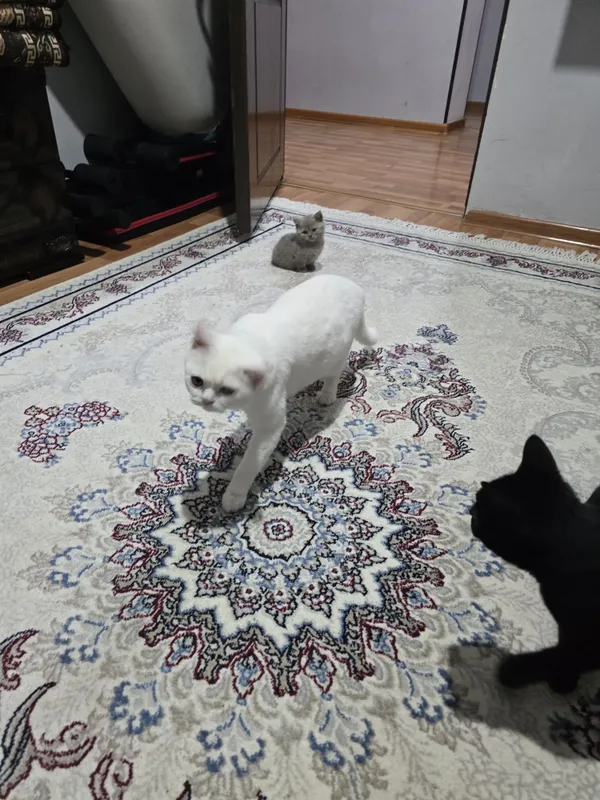 Turk angora mushuklari 2 oylik sotiladi — фото 6