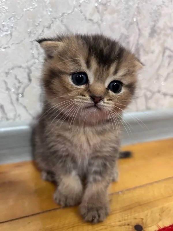 Продаются котята / Мушук болалари сотилади — фото 5