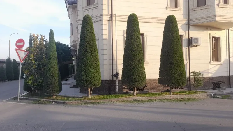 Archa kesish dorilash xizmati