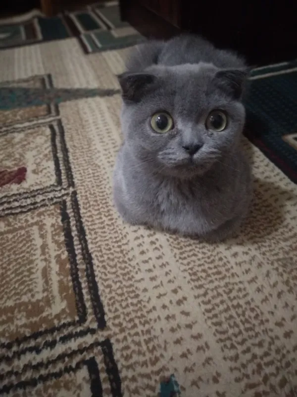 скотиш фолд 1