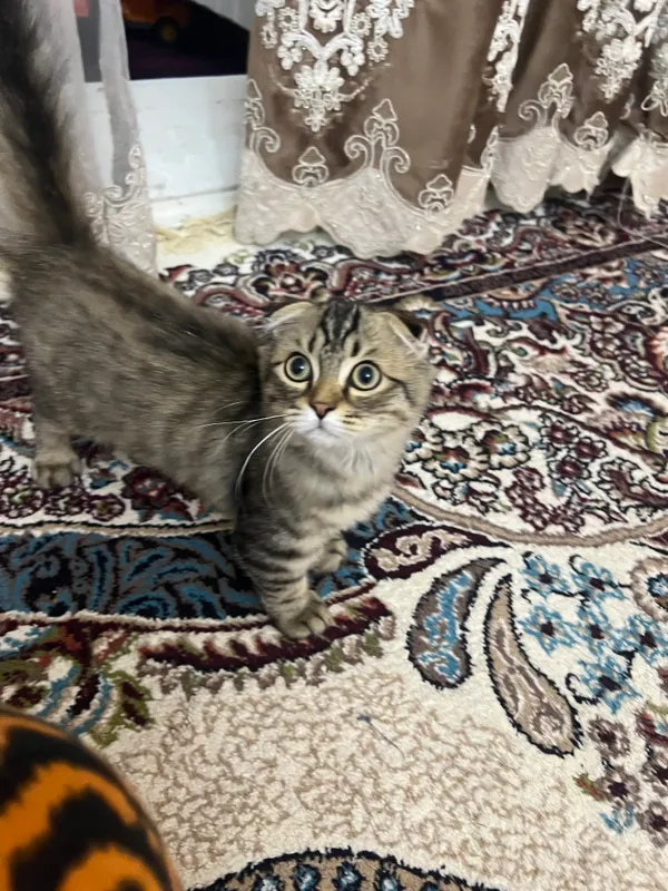 Продаётся домашний кот 4