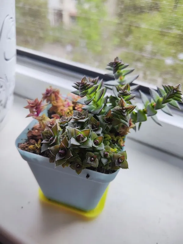 Продаются суккуленты — фото 1