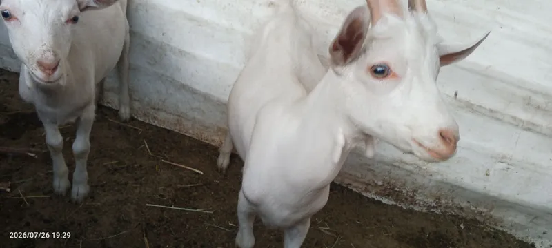 Echki bolalari sotiladi 4