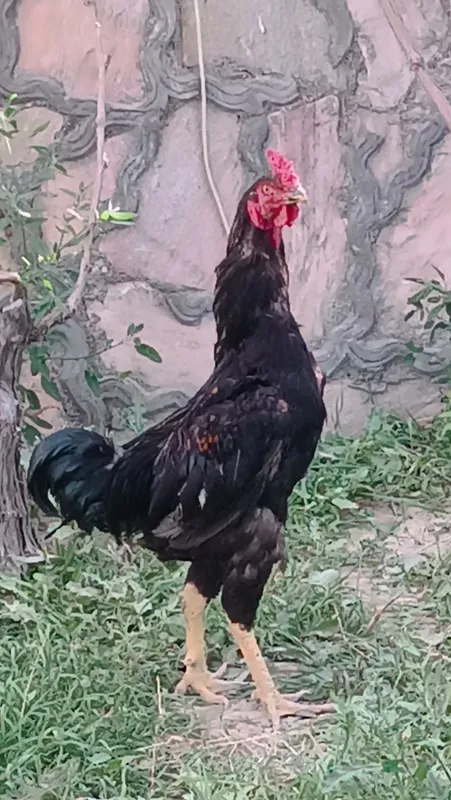 xöroz Dakan 250 ming. tovuq Dakan 200.