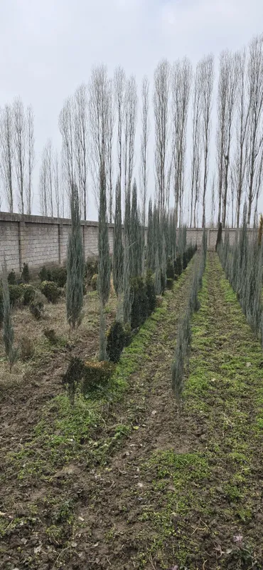 Shamshot,Skarvorkert archa Arizoniskikiparis,majvelnik. Tuya smarakta,
