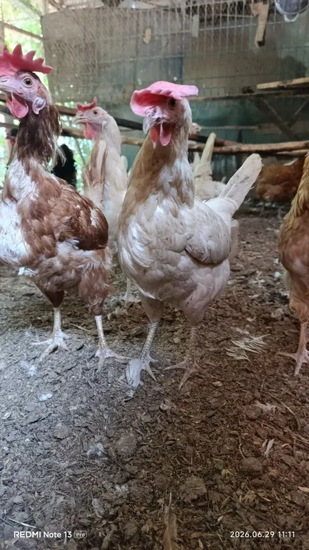 Продам домашних кур. 2 Продам домашних кур. 2