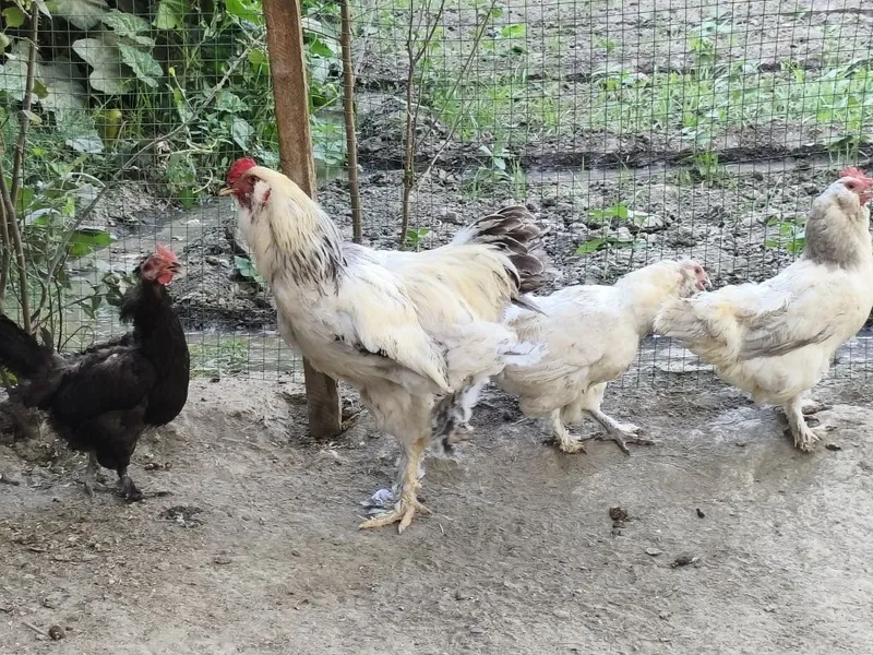 Yosh tovuqlar sotiladi 4