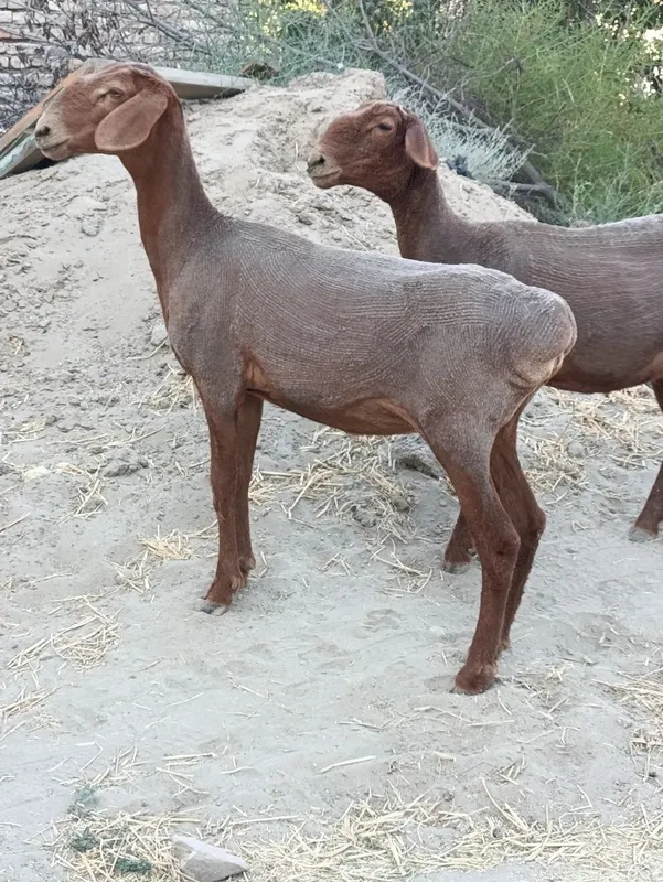 Quylar sotiladi. 1