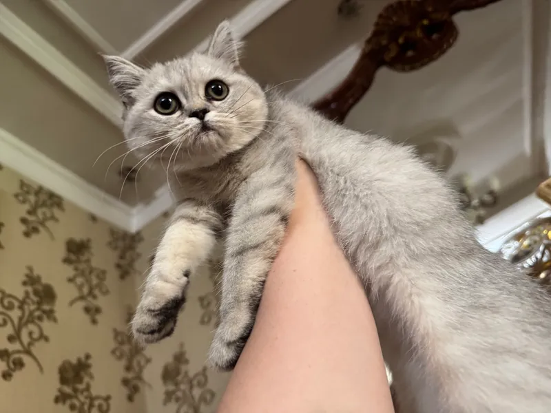 Кошка 2