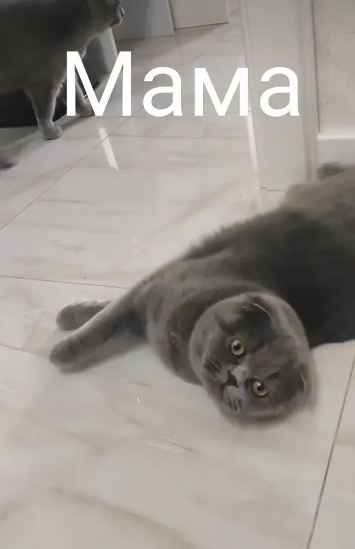 котята мушукчалар 5