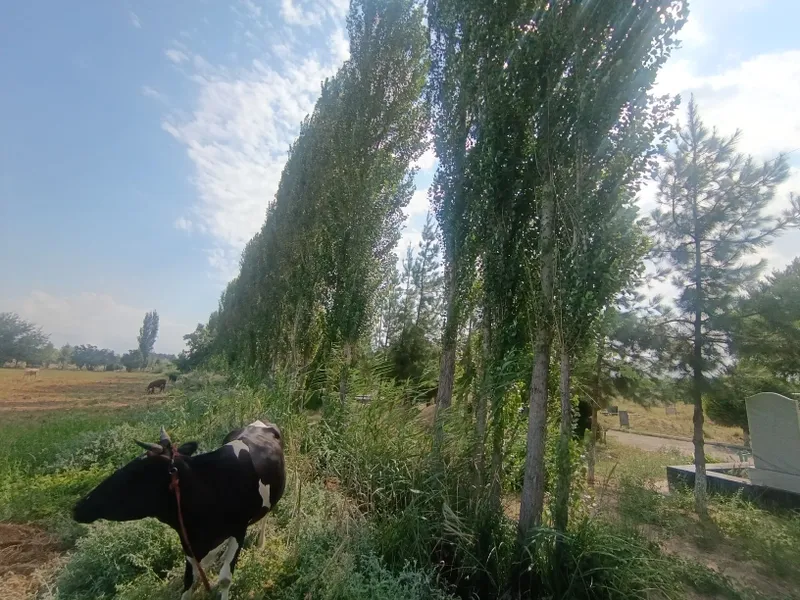 Teraklar toʻsinlar sotiladi 7