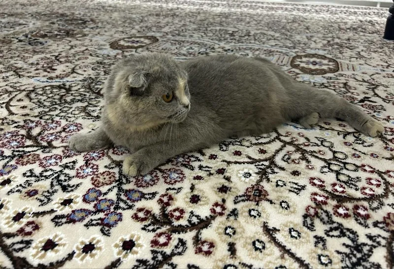 Продаётся кошка Scottish fold — фото 1