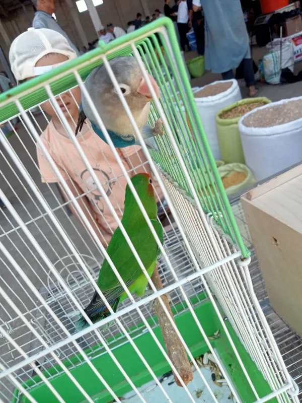 Popugay juftlik,,lovebirdsʼʼ 5 Popugay juftlik,,lovebirdsʼʼ 5