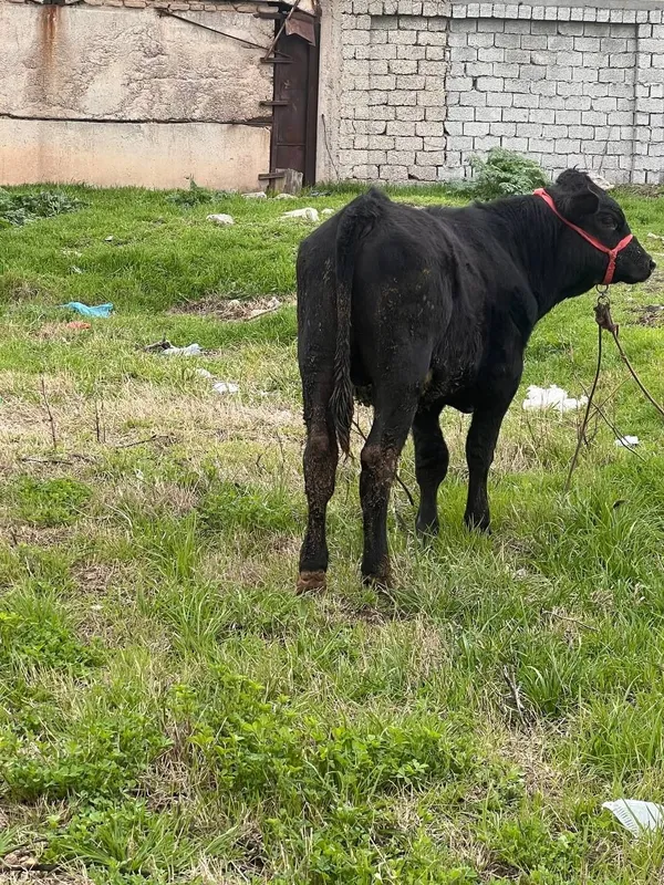 Zoti Angus 8.9 oyli atrofida sog'lom yeb ichishi yaxshii — фото 4
